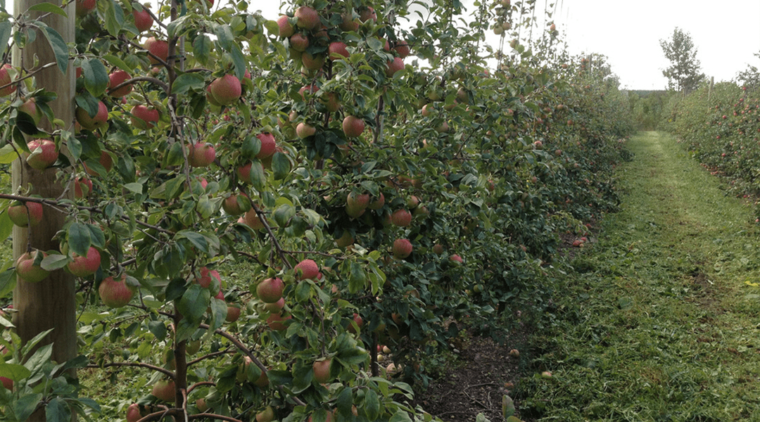 You are currently viewing Full Harvest On the Farm