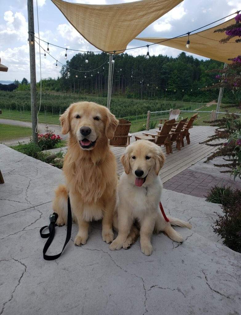 Photo of Two Golden Retriever dogs sitting on the patio at the Two K Farm's tasting room.