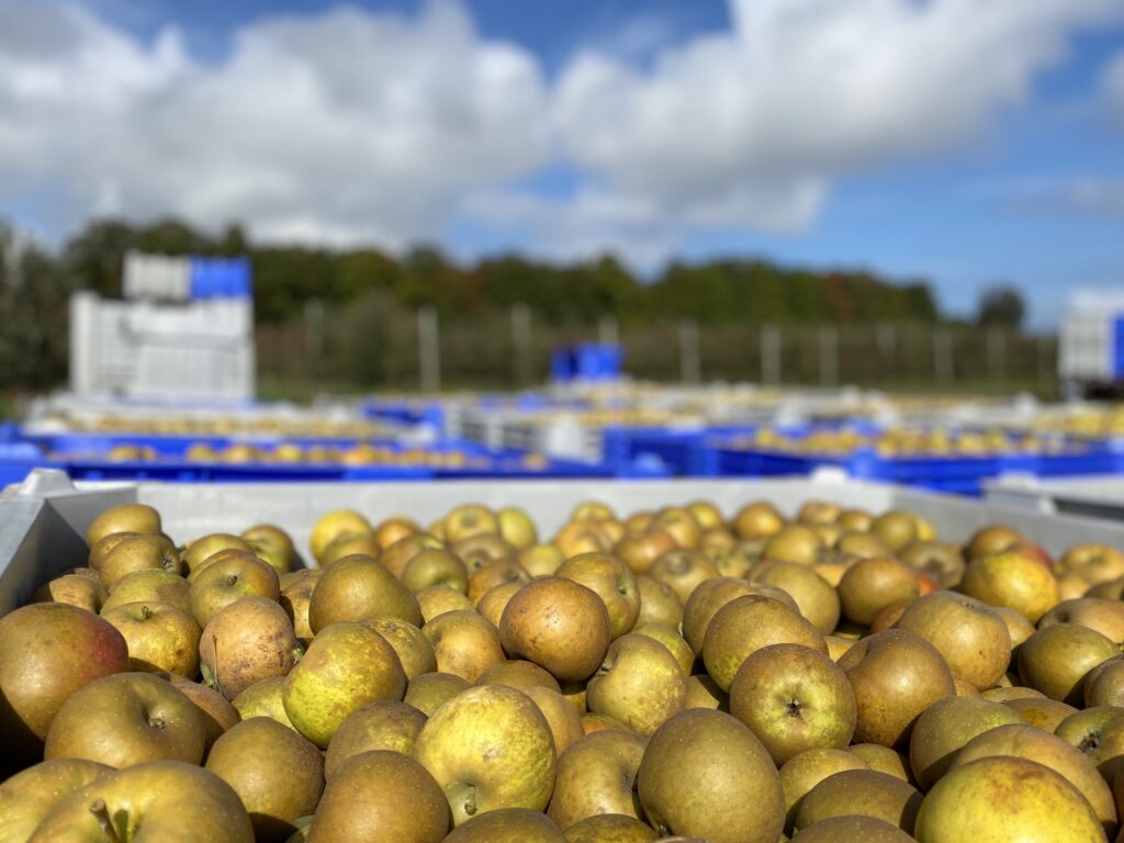 Photo of several large, blue bins of freshly picked golden colored apples.