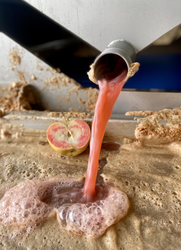 Photo of machinery pressing apple juice.