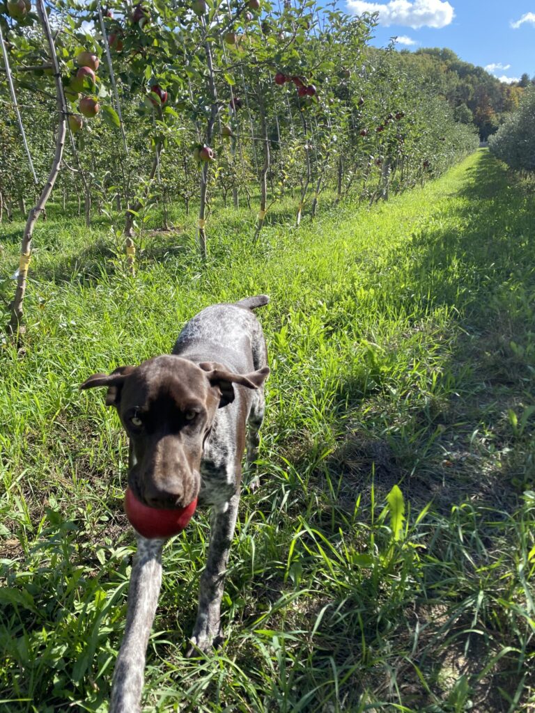 Photo of a dog walking through the apple orchard with an apple in it's mouth.