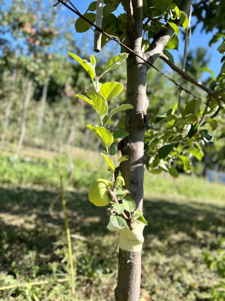 A photo of a grafted apple tree. The graft was taped and wax was applied to the new graft. The graft has now starting to grow larger and the green leafs are growing larger.