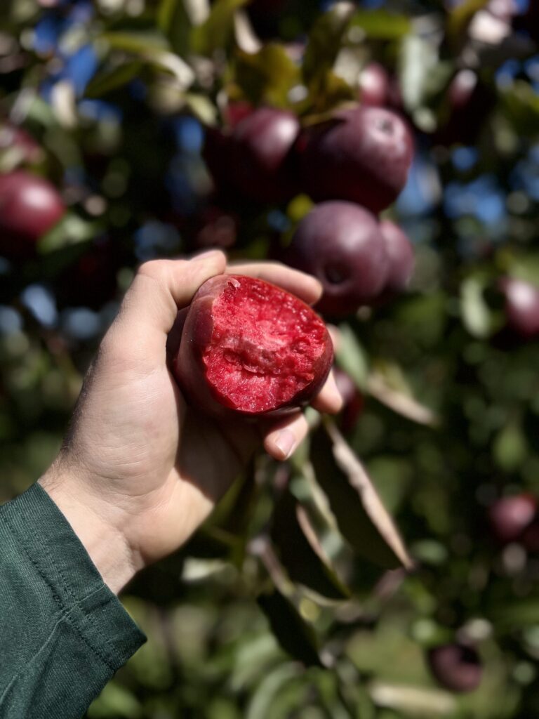 Photo of a hand holding freshly picked red apple with a bite taken from it in front of an apple tree.