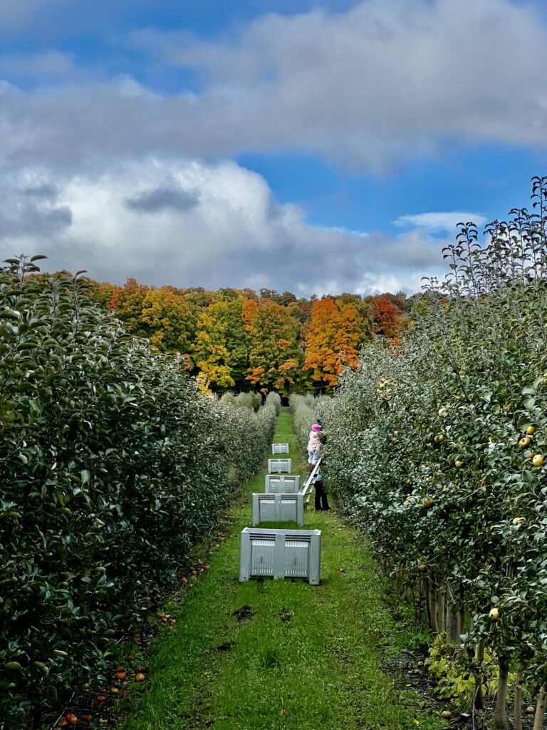 Photo of a row of apple trees with workers harvesting the apples on a fall day.