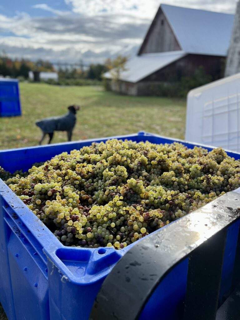 Photo of a large, blue bin of grapes with a barn and dog in the background on a fall day.