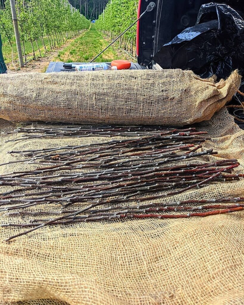 Photo of several pieces of budwood lying on burlap. There is a row of apple trees in the background.