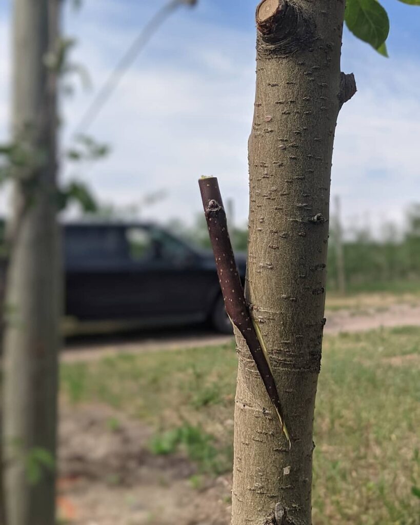 Photo of a newly grafted apple tree. The budwood is placed in a slit that has been cut into the small trunk of the apple tree.