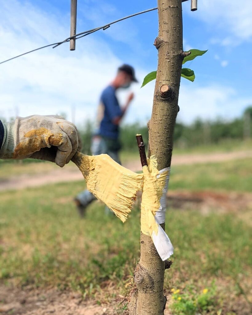 Photo of a newly grafted apple tree that was tapped and is now being brushed with a wax to help the tree heal the the budwood graft to the tree properly.
