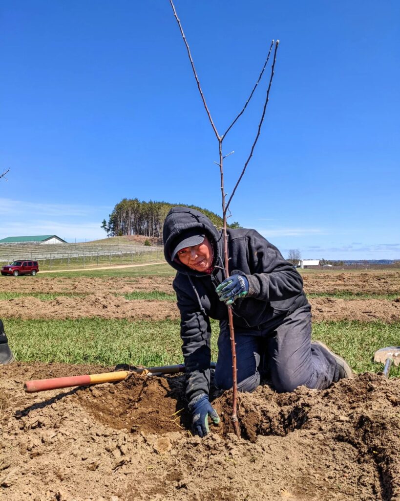 Photo of woman planting an apple tree on a farm, wearing a navy blue jacket and gloves.