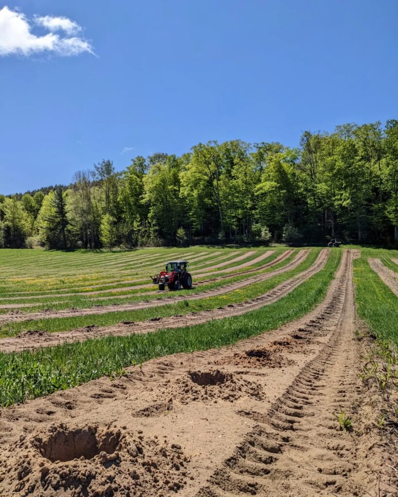 Photo of a field that has been recently prepared for the planting of apple trees. There is a red tractor driving in one of the rows, with green trees and blue sky in the background.
