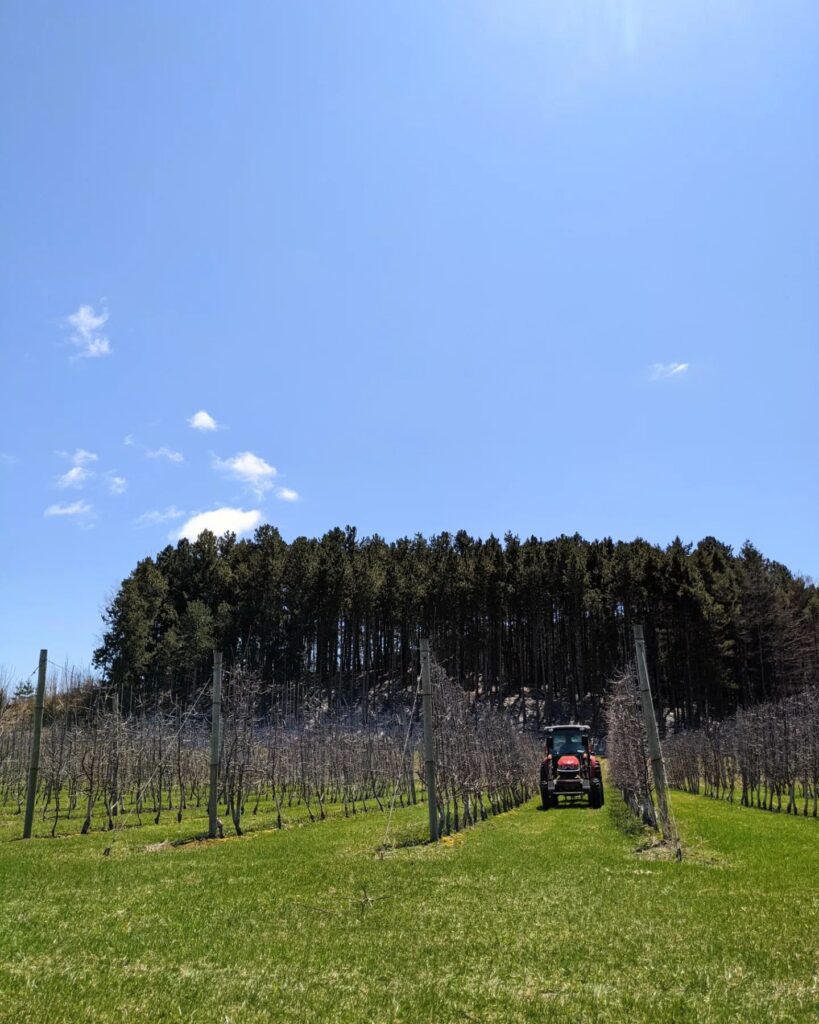 Photo of a red tractor in a vineyard between rows of grapes vines. There are pine trees in the background with clear, blue sky.