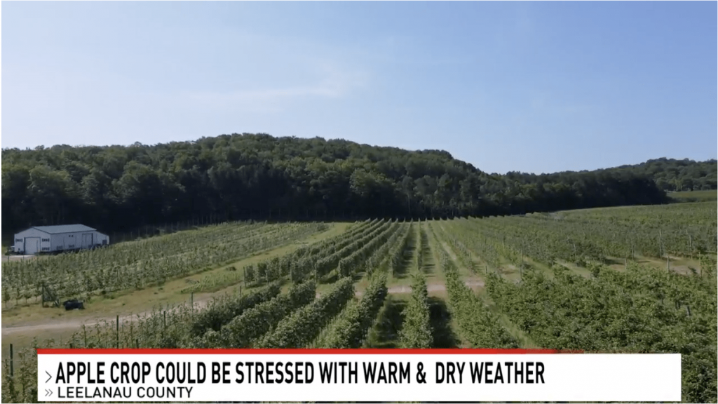 Michigan apple crops could be stressed due to hot, dry weather